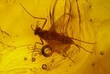 Fossil Fly, Beetle, Mite and Spider Webs in Baltic Amber #145490-2